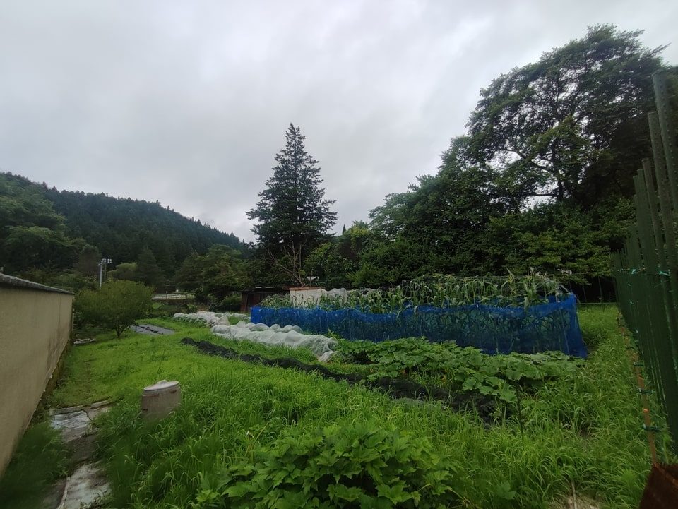 畑