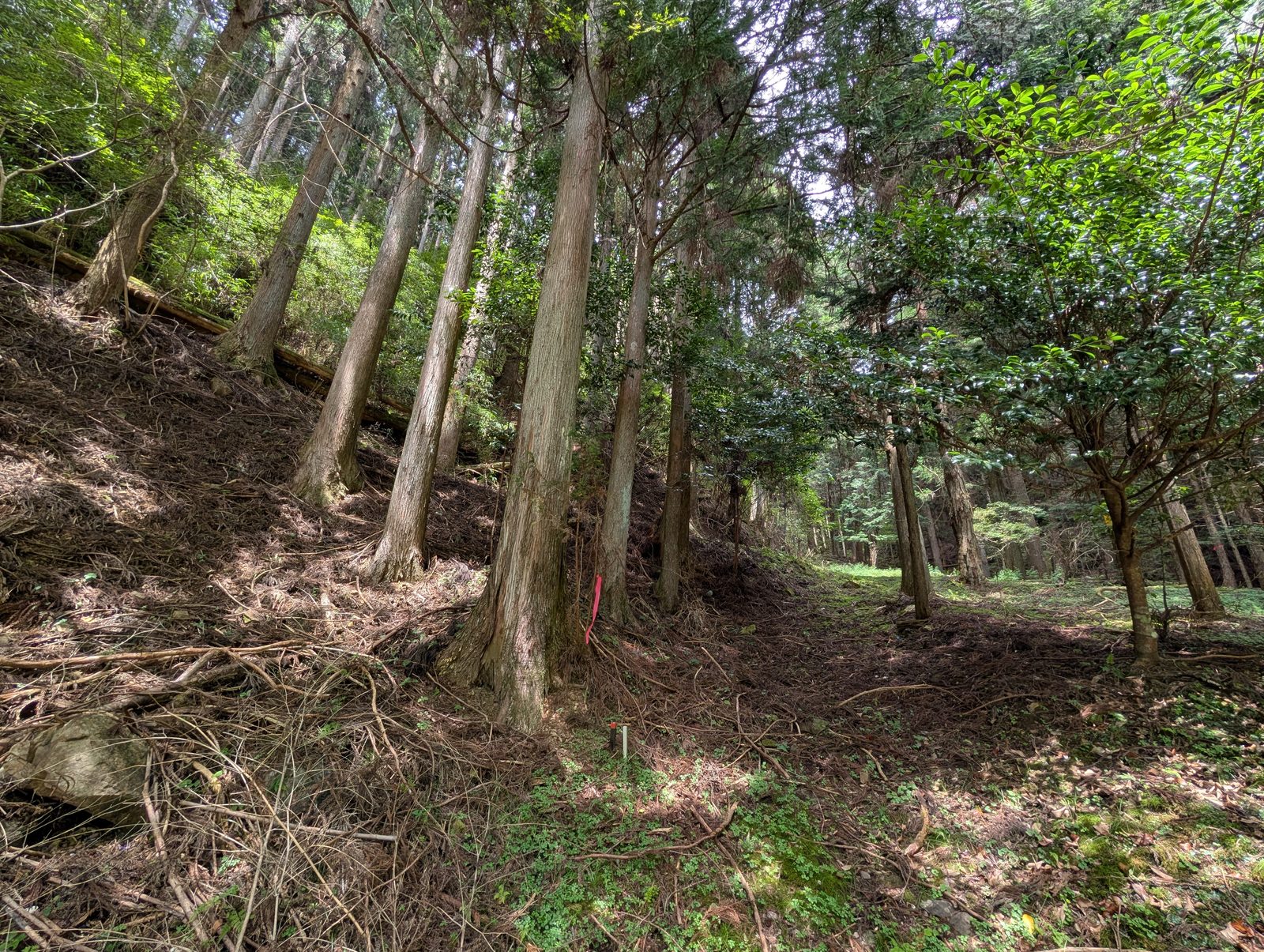 山林